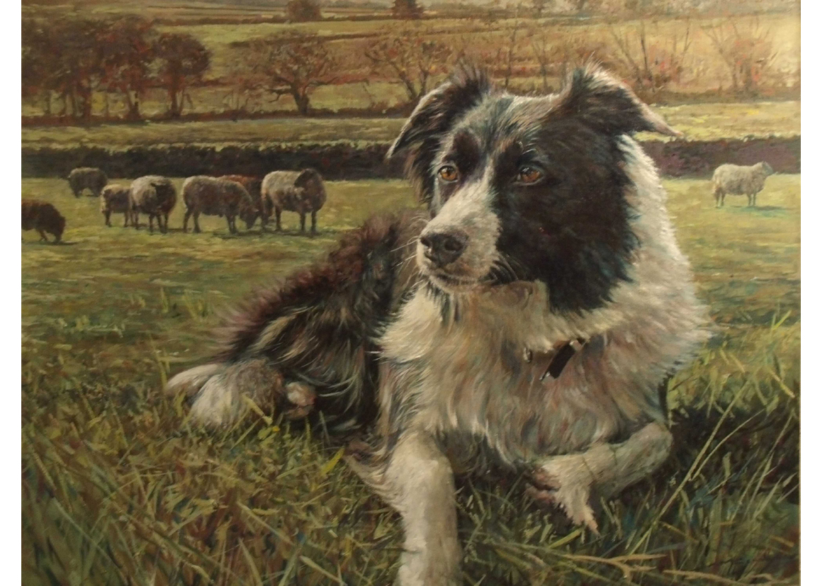Border Collie paintings Dog artwork animal portraits