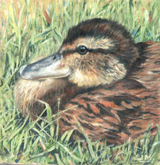 oil painting duckling