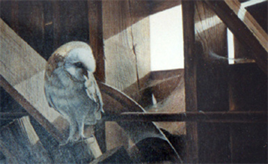 barn owl atmospheric oil painting