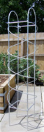 wrought iron plant sweetpea support