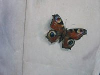 tromp l'oeil butterfly