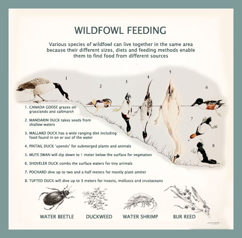 wildfowl feeding
