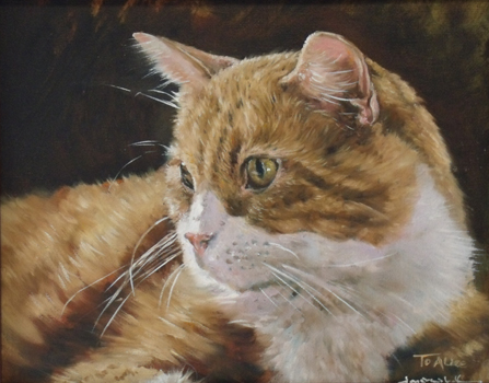 cat portraits