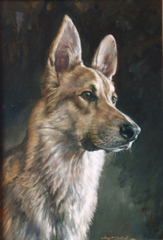 dog portraits