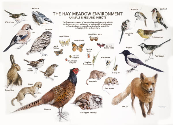 animal illustration