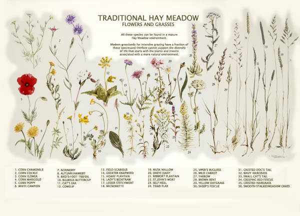 plant illustration