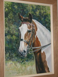 horse portraits