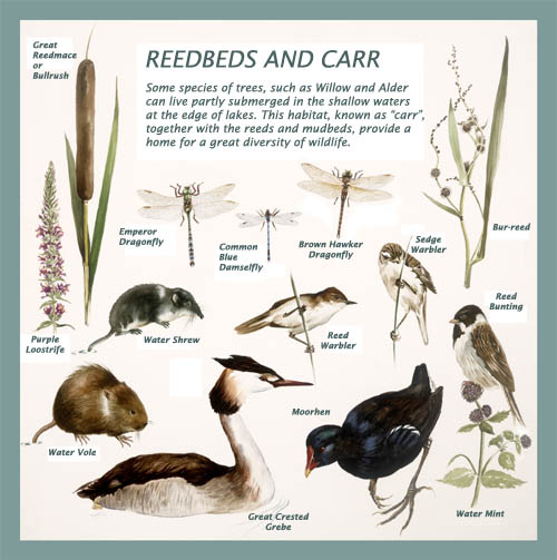 reedbeds