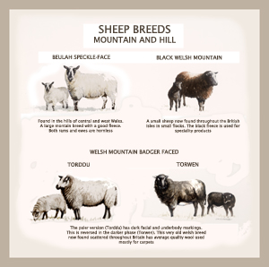 sheep breeds