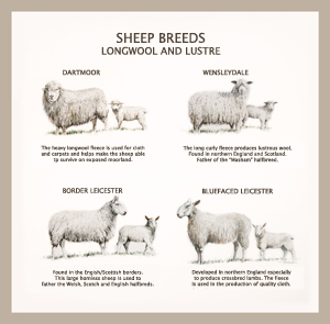 sheepbreeds