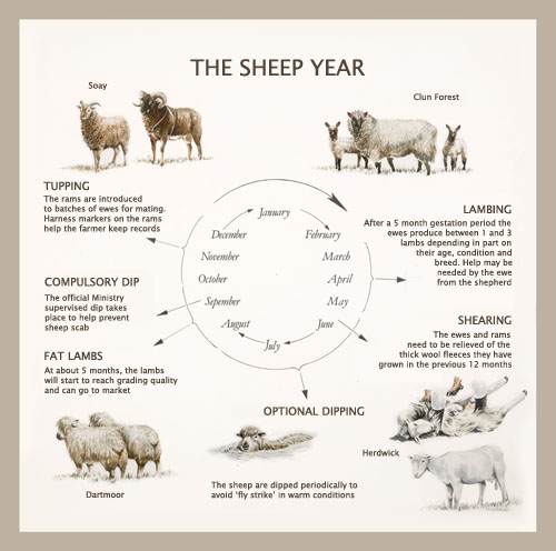 sheep year